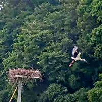 野田の野外繁殖コウノトリ　２羽目「だん」も巣立つ