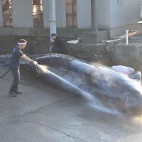ツチクジラ初水揚げ　体長８・６１メートル、地域住民ら解体作業見守る　南房総・和田漁港