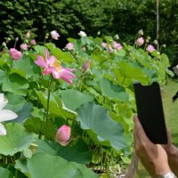 【写真特集】世界のハス、満開１００種　“奇跡の花”ゆかりの地で　千葉・東大旧緑地実験所を一般開放　１４、２１、２８日も