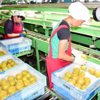 「ながいき梨」出荷開始　品種替え１０月まで販売　一宮・いすみ　歴史ある産地で栽培