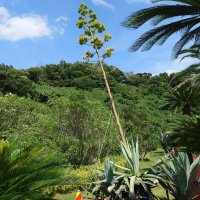 リュウゼツラン咲いた！　館山道の市原サービスエリア　数十年に１度開花、観察を設置