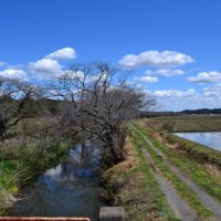有害性指摘される「ＰＦＡＳ」指針の４２０倍検出　鎌ケ谷の水路、千葉県調査で