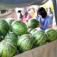スイカ作付減少で対策　富里市　就農検討者へ体験会　栽培、収穫　作り手の苦労学ぶ