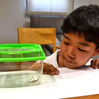 ピンクのバッタ見つけた！！　千葉市の中学生、中田さん　愛情注ぎ成長見守る