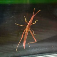 中田さんが飼育するピンクのバッタ