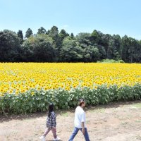 見渡す限りに広がる“黄色のじゅうたん”＝１２日、多古町