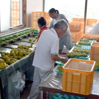 家族総出で行っている選果作業