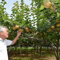 白井の梨出荷ピーク　好天続きで甘さ増す