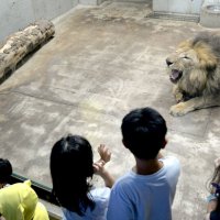 昼間と違う姿でお出迎え　千葉市動物公園　夕暮れ開園　ライトアップ　１７、１８日も開催