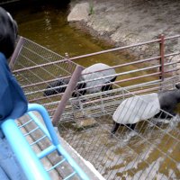 昼間はあまり見られないという水浴びする姿を見せるマレーバク