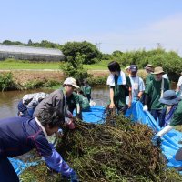 外来種の水草、ナガエツルノゲイトウ増殖　千葉県、全域で実態調査　駆除する団体に助成
