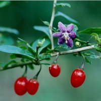 クコの花と実＝２００６年１１月７日、千葉市（初芝清氏撮影）