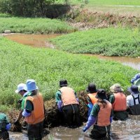 水面を覆うように繁殖するナガエツルノゲイトウ
