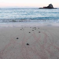 子ガメ、力強く大海原へ　鴨川シーワールド保護の卵ふ化
