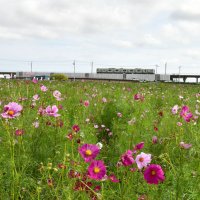 コスモスもうすぐ最盛期　香取、２９日ミスあやめ撮影会