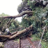 【速報】ＪＲ総武本線が運転見合わせ　倒木で運転再開見込み立たず　旭－松岸間で