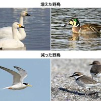 増えた野鳥（左から）コハクチョウ、トモエガモ。減った野鳥（左から）コアジサシ、シロチドリ=千葉県野鳥の会提供