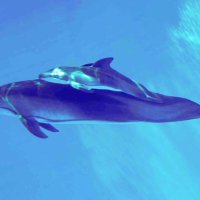 	「ディアナ」と一緒に泳ぐ雄のカマイルカの赤ちゃん（鴨川シーワールド提供）