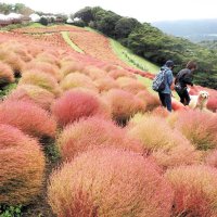 山の斜面をピンク色に彩るマザー牧場のコキア＝１０日、富津市
