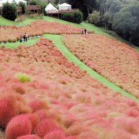 ふわふわ秋色、８千株のコキア見頃　富津・マザー牧場