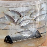 「世界一うまい魚」養殖　魚のプロ高評価、海外進出も　さかなドリーム（館山市）　【ちばの元気企業】