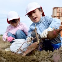 大きいお芋いっぱい　園児がサツマイモ収穫　白子の再生畑
