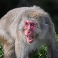 ディズニー敷地内にサル出没　千葉県北西部で１０月から目撃相次ぐ　浦安市「近づかずに通報を」