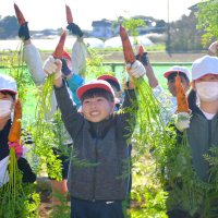 旬の特産品　冬ニンジン取れた！　児童４６人、力いっぱい収穫　富里