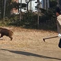長生高校に出没したイノシシ＝１１日、茂原市