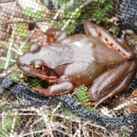 ヤマアカガエル　広い森林のシンボル　成田篤彦　【房総の草木虫魚】（４３５）