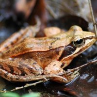 ニホンアカガエル　成体の体長はオスで３４～６３ミリ、メスで４３～６７ミリ。本州、四国、九州など、国外では北部を除く中国に分布。背側線がほぼ直線。県選定最重要保護生物＝２００６年４月１４日、木更津市（筆者撮影）
