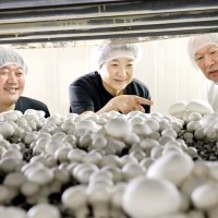 国内シェア１位、自慢の品　芳源マッシュルーム（香取市）　【輝く！千葉の企業　日本政策金融公庫レポート】（１１９）