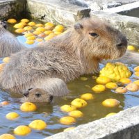 カピバラ親子ぽかぽか　冬至にゆず湯　赤ちゃん初入浴　館山