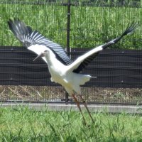こうのとりの里休館　茨城の鳥インフルで　野田