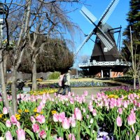 ふなばしアンデルセン公園で冬咲きの「アイスチューリップ」が色とりどりの花を咲かせ、一足早く広がった春の光景が訪れた人を魅了している＝８日、船橋市