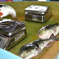 大原漁港で水揚げされたトラフグ＝いすみ市