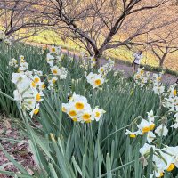 純白の花かぐわしく　鋸南、スイセン見頃