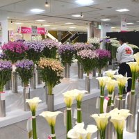 一足早く春の香り　そごう千葉店でフラワーフェス