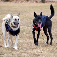 元野犬はオスワリが苦手？　心開かせた強い愛情　堀田素愛　【わんこのわ】（５０）
