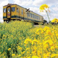 ＳＮＳに黄色い写真を　＃拝啓いすみ鉄道様　続く運休、キャンペーンで支援