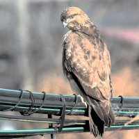 ノスリ　冬の空に雄々しく舞う　成田篤彦　【房総の草木虫魚】（４３９）