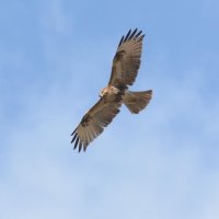 ノスリ　上昇気流を利用して羽ばたかないで飛ぶ（帆翔）＝２０１３年１２月２２日、木更津市（筆者撮影）
