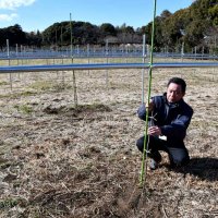国産梨花粉生成へ畑整備　年４キロ、拡大・効率化も視野　ＪＡいちかわ、全国農協で初