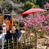 春の訪れ告ぐ梅見頃　演奏や野点との競演も　成田山公園３月２日まで
