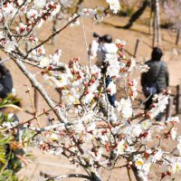 美しい梅の花が咲き、人々が訪れる成田山公園＝１５日、成田市