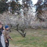 来場者も春の訪れ実感　「天空の梅まつり」始まる　横芝光・坂田城跡　３月９日まで