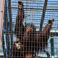 お披露目されたスマトラオランウータンのウラン＝２２日、市川市動植物園