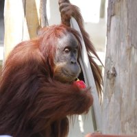 市川市動植物園に新しい仲間　雌のスマトラオランウータン「ウラン」　繁殖へ借り受け、「次世代」期待