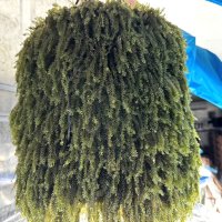 収穫した海ぶどう（岩渕薬品提供）
