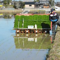 稲の苗の植え付け具合を確認する従業員＝２１日、いすみ市